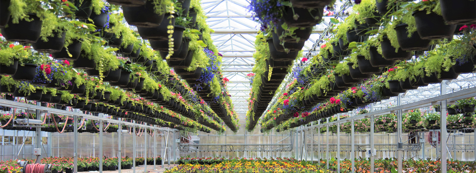 RESIZED-Header_luminosa_horticole_intérieur_willyhaeck_2019-