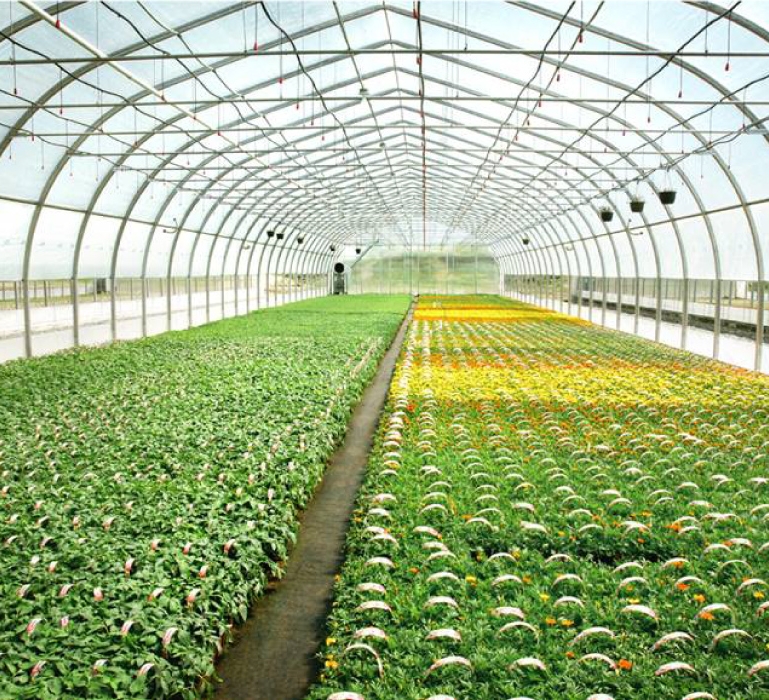 Commercial Greenhouse Flowers