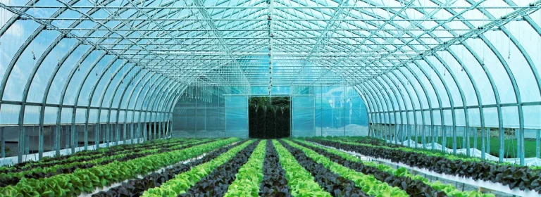 Commercial Greenhouse Custom Projects