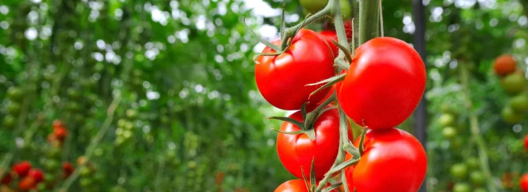 commercial_greenhouse_tomato_crop